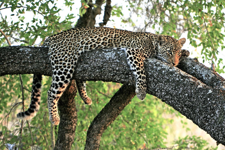 A Leopard Cannot Change its Spots: Idioms of the World