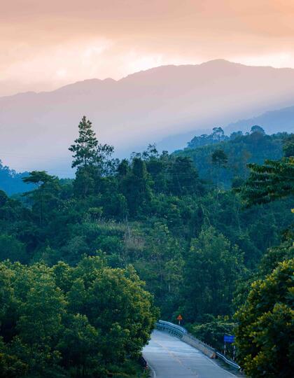 Forest, Quang Nam province, Vietnam