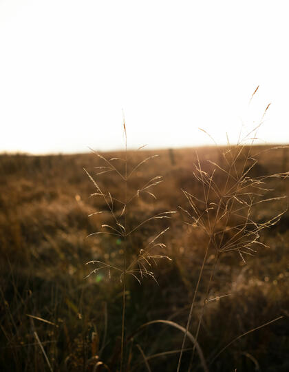 Sunlight grass