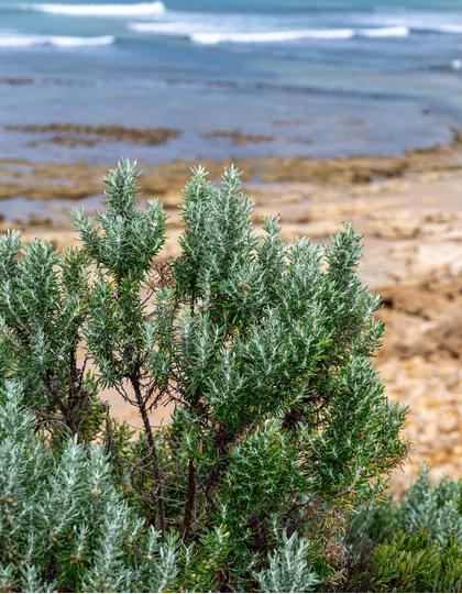 Torquay Beach, Victoria, Australia