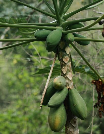 Mangos growing in Puerto Rico