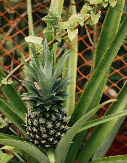 A pineapple growing