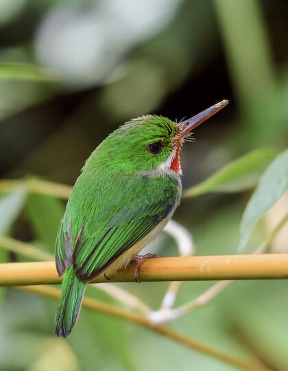 A Puerto Rican Tody bird