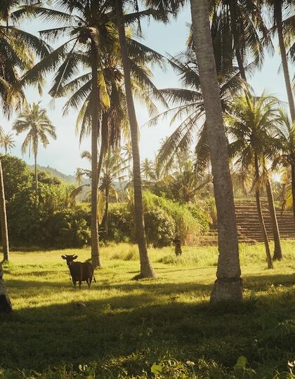 A rural field in Tabanan, Bali