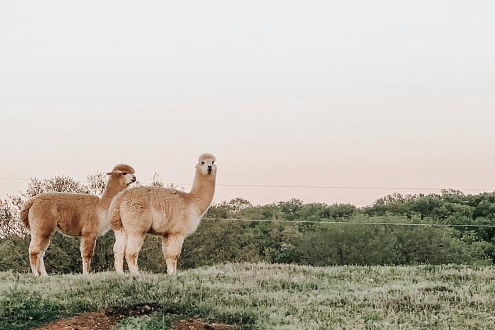 Alpacas on a farm in Upstate New York