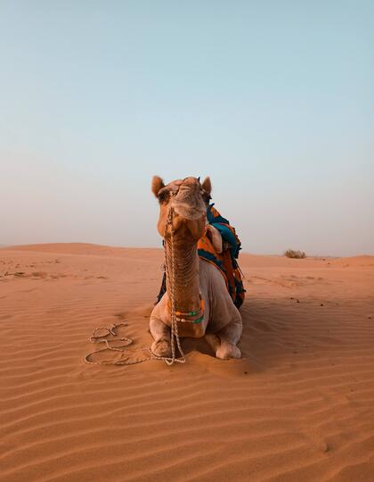 Camel, Jaisalmer Desert