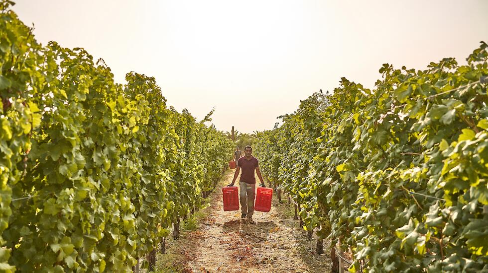 Workers walk through the vines at Ktima Akrani Winery, Greece