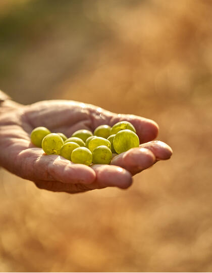 White grapes sit in the hand of a winemaker at Kos' vineyard Ktima Akrani