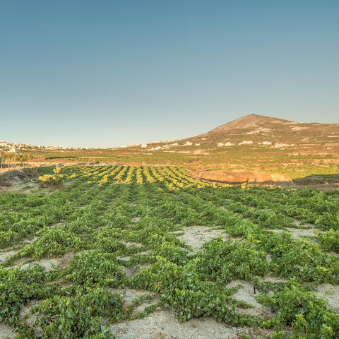 The unique low-level vines of Santorini at Hatzidakis Winery