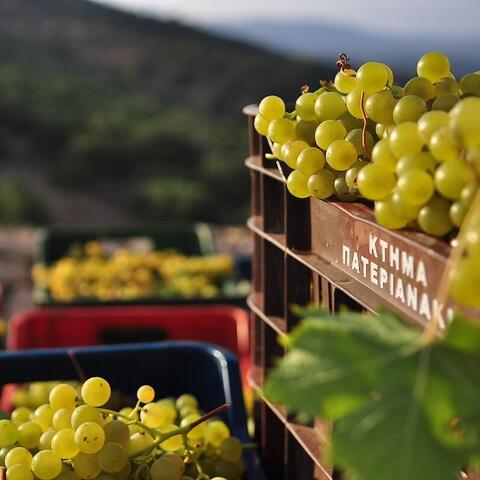 Crates of white grapes that have just been harvested