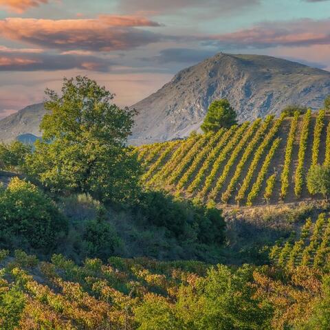 Vineyards in front of a craggy hill in the Nemea region, Greece