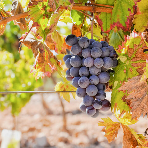 Red syrah grapes on the vine