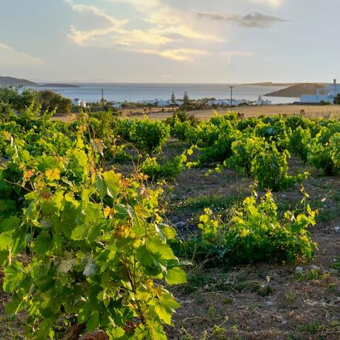 Vines growing in Paros, Greece