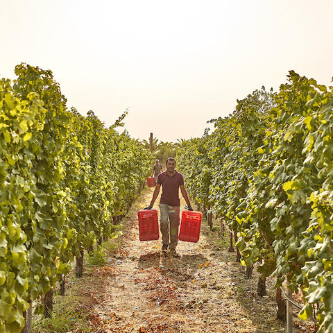 Workers walk through the vines at Ktima Akrani Winery, Greece