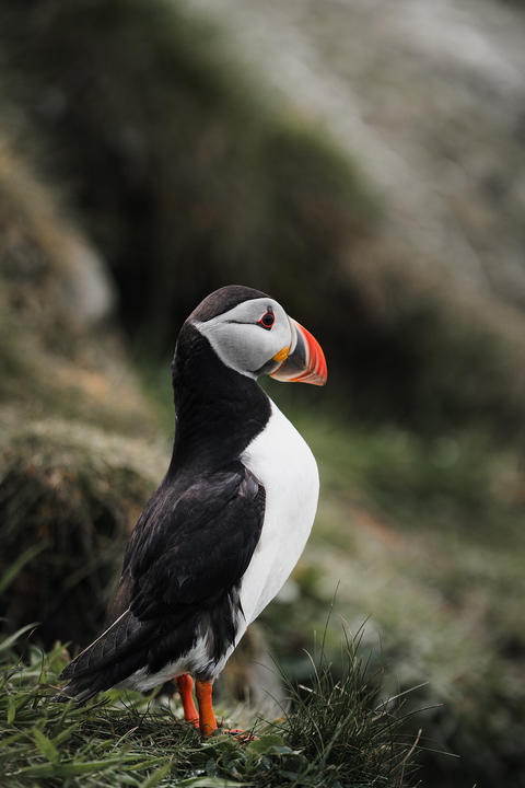 A puffin in The Hebrides