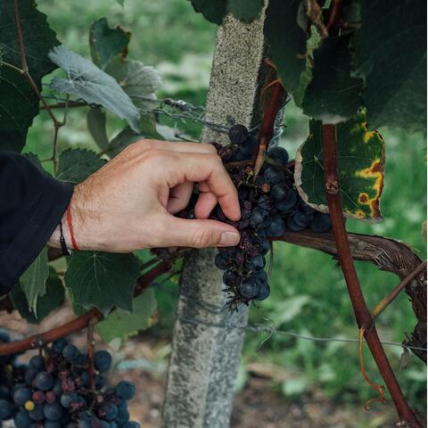 Grapes on the vine at Domaine Les Perrierès