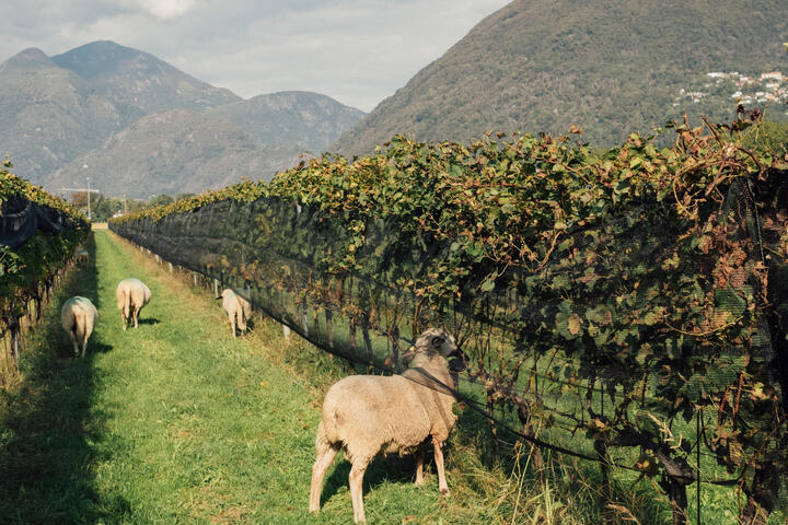 Four Ways to Enjoy a Go-Slow Tour of Ticino