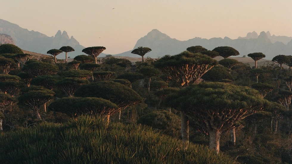 Exploring Socotra, The “Galápagos Of The Indian Ocean”