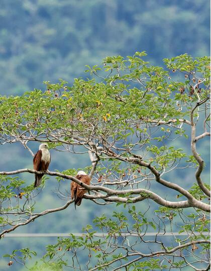 Brahminy Kite, Langkawi, Malaysia