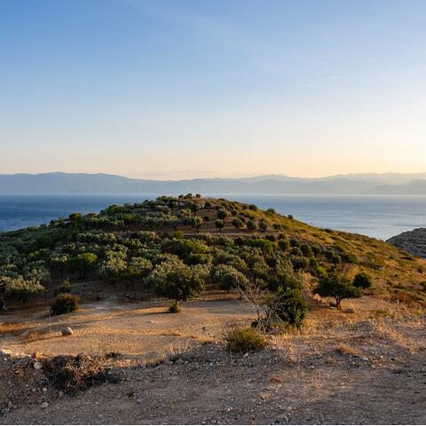 A pine-covered hill on Spetses