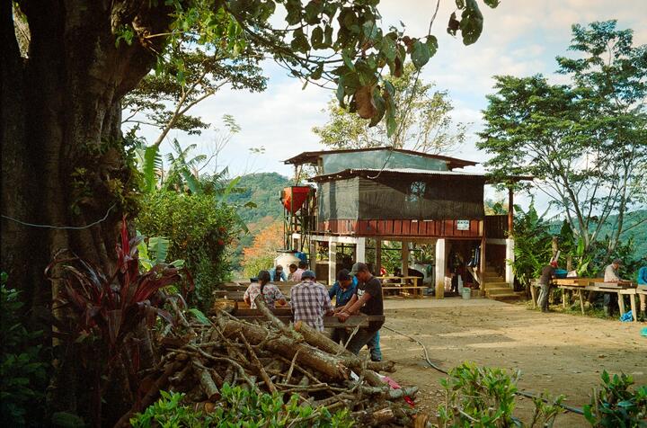 Nicaragua Coffee Farm