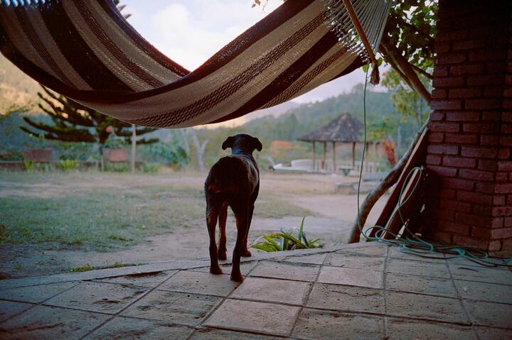 Dog Coffee Farm