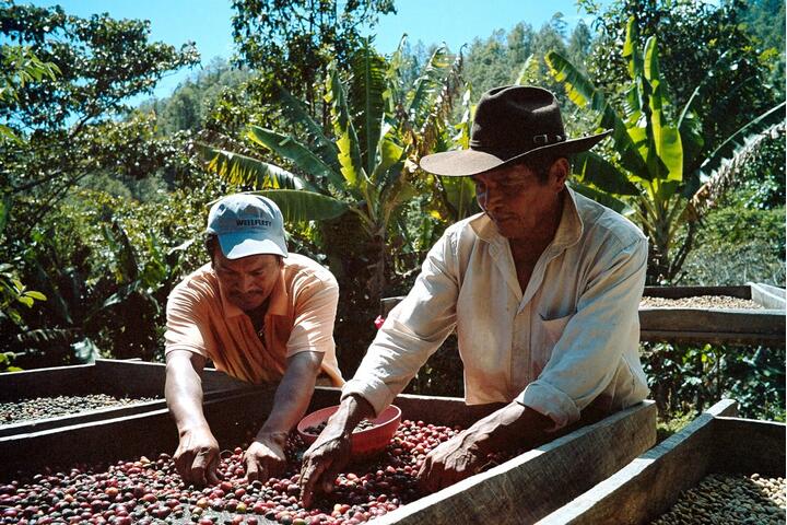 Life by the Bean: The Faces of Nicaragua’s Coffee Industry