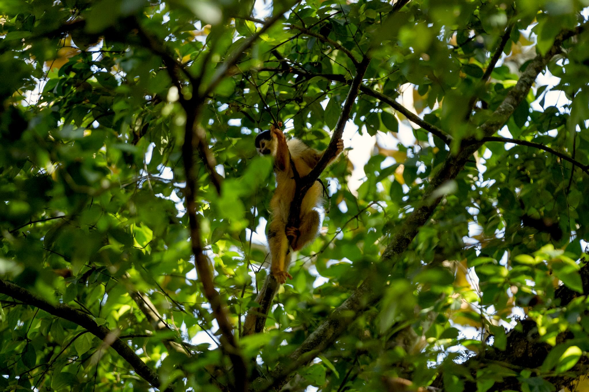 Nereus Retreats, Puerto Jiménez, Costa Rica