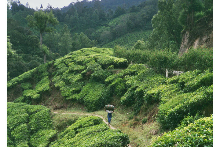 Photo Diary: Kerala, India