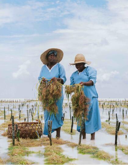 Seaweed gathering in Zanzibar