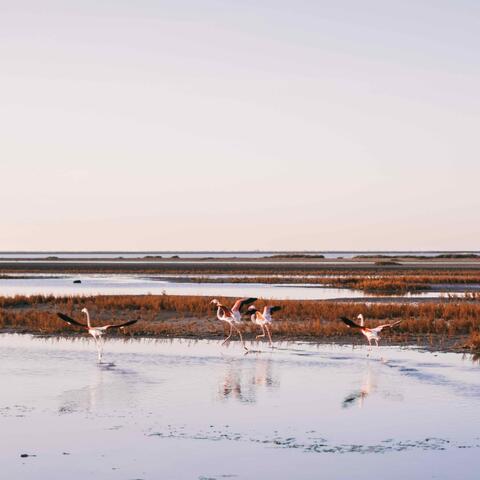 Flamingos, Camargue, France