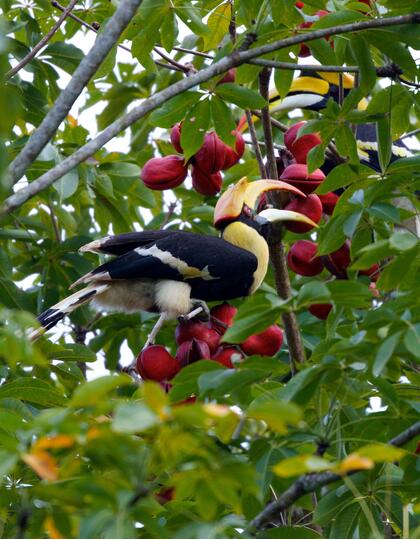 Great Hornbill, The Datai Langkawi, Malaysia