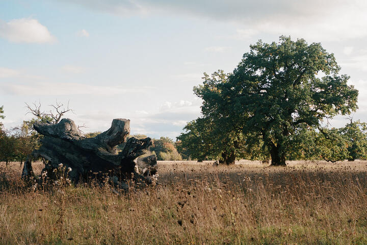 Ancient trees in a parkland