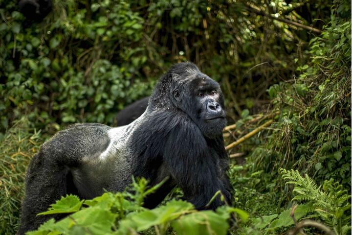 Walking With Giants – How Rwanda’s Gorilla Conservation Is Community-Fuelled