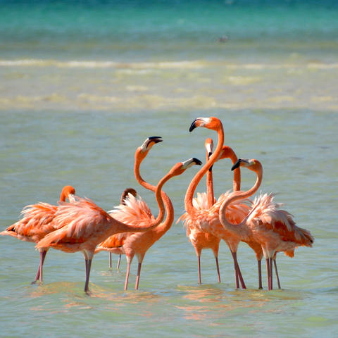 flamingos at isla holbox shore 