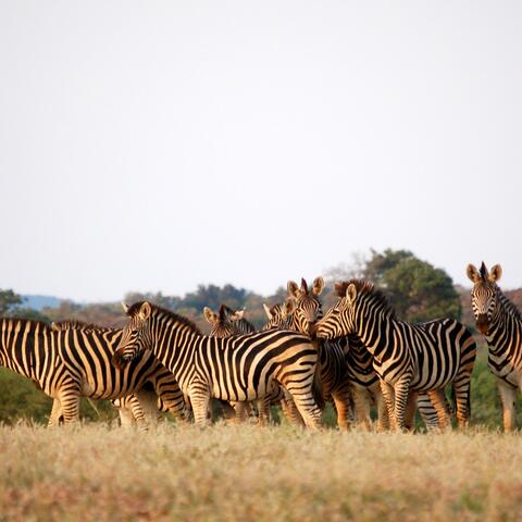 Okavango Delta, Botswana