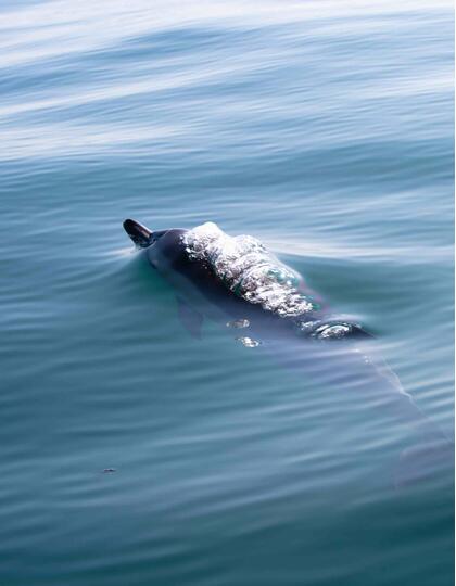 Common dolphin, Cornwall, UK