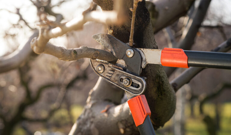 A person trimming tree branches to help prevent wildfires.